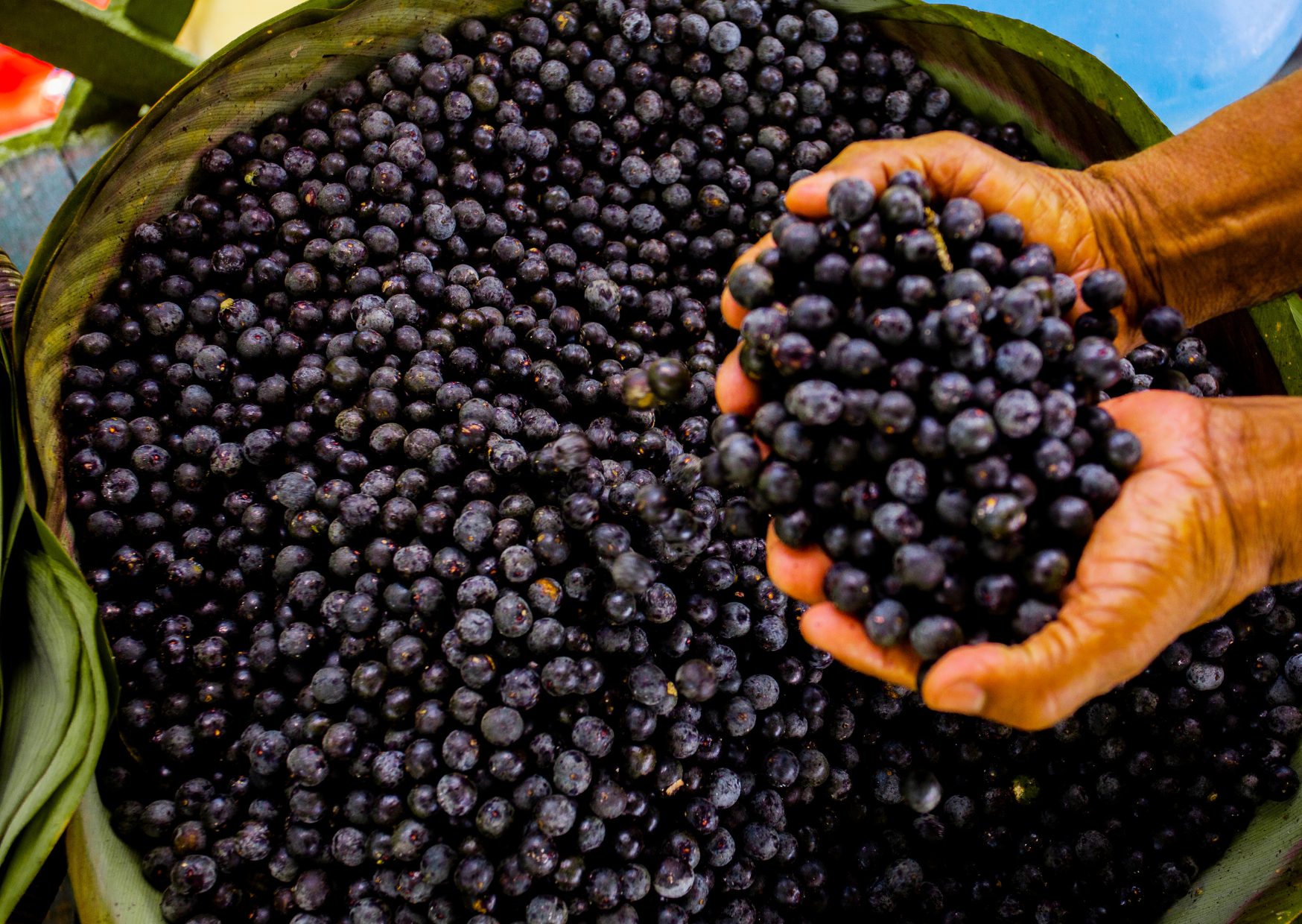 Acai